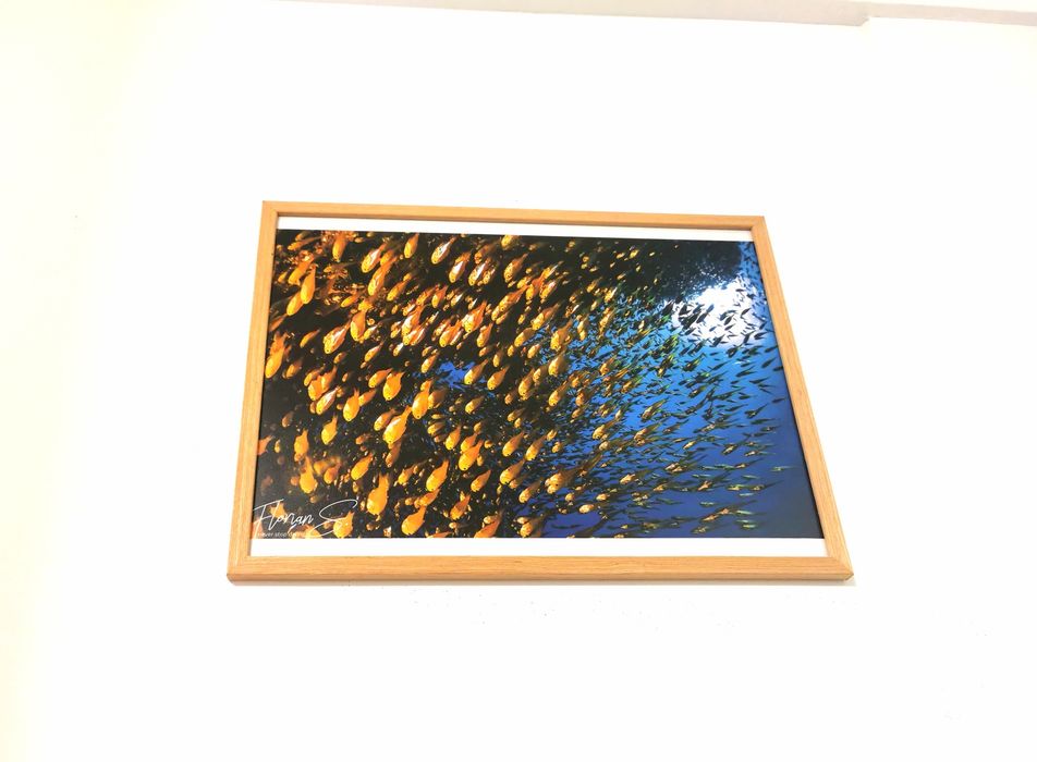 Tablou imagini subacvatice rechini corali 40x30cm