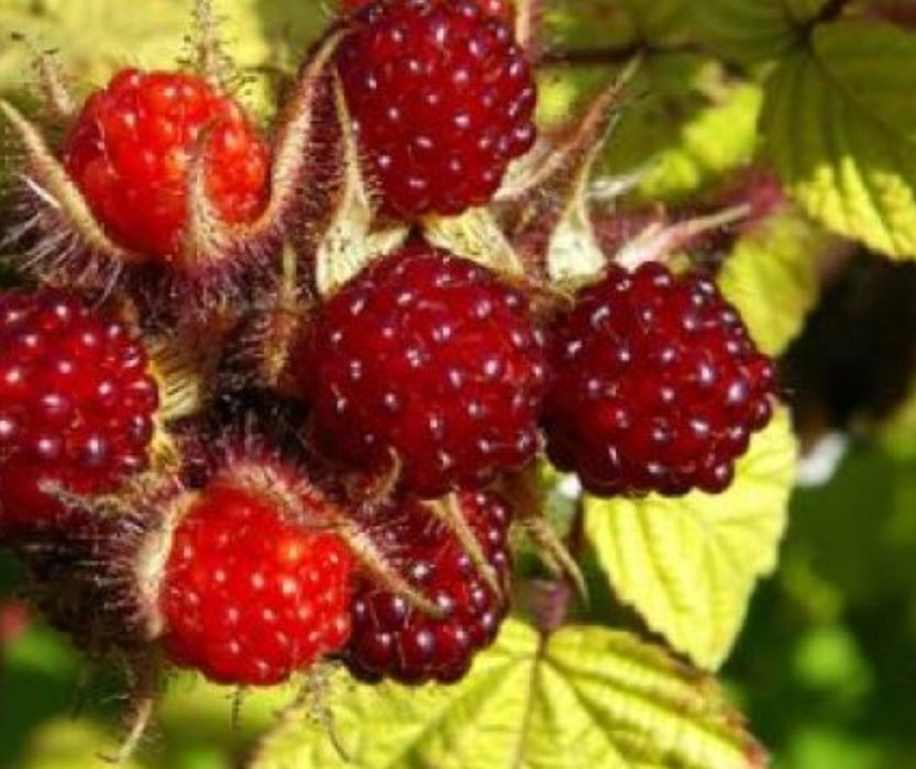 Arbuști Fructiferi  MUR JAPONEZ ROȘU