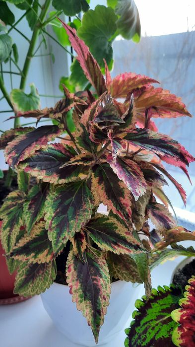 Колеусы вегетативные