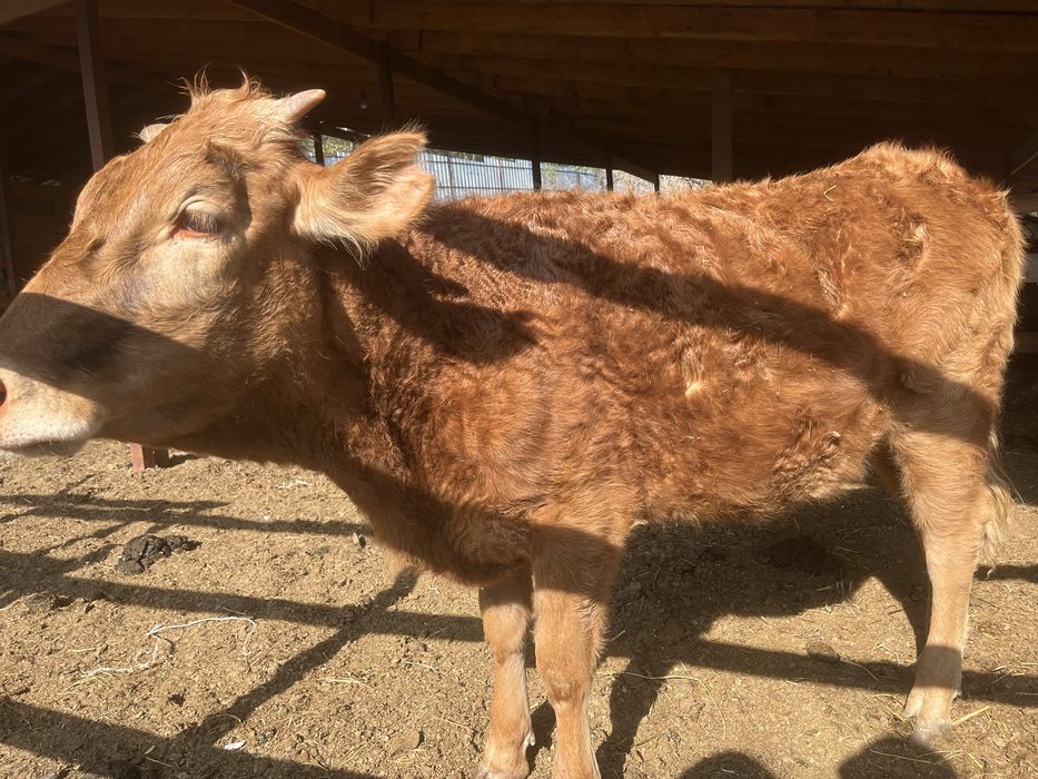 Сиыр тайынша коровы