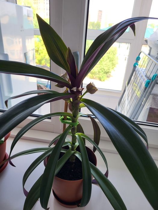 Комнатные цветы и растения