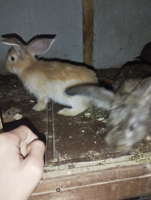 Flandir quyon bolalari 3 oylik