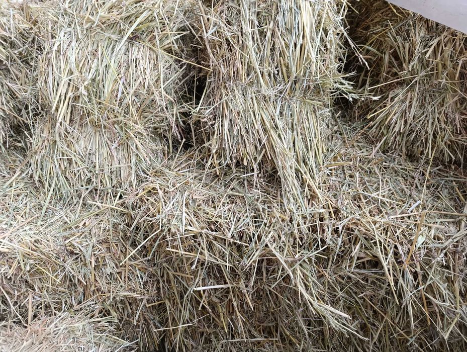 Сено,сено,сено,сено.