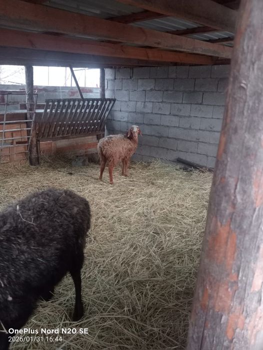 Здравствуйте Продам баранов