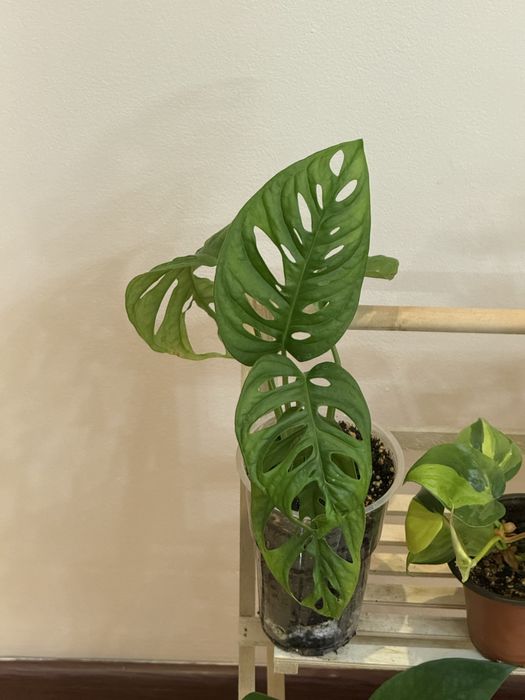 Набор из 6 отростков