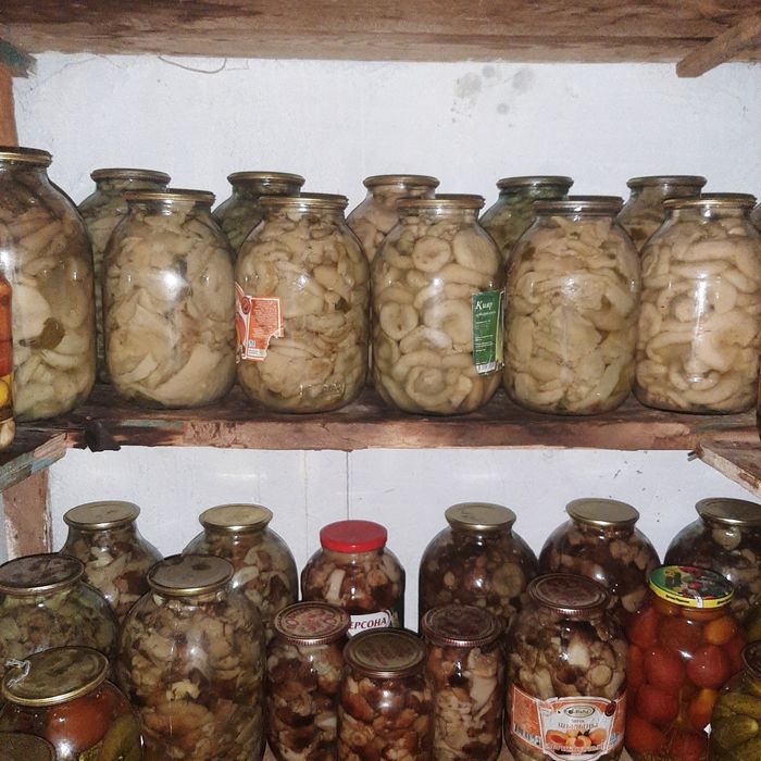 Грибы-валуи,грузди