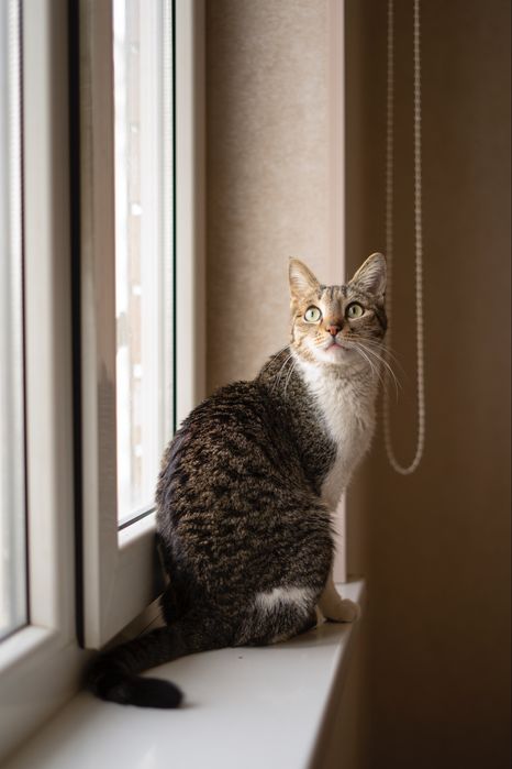 Тоби в поисках дома , Ташкент!