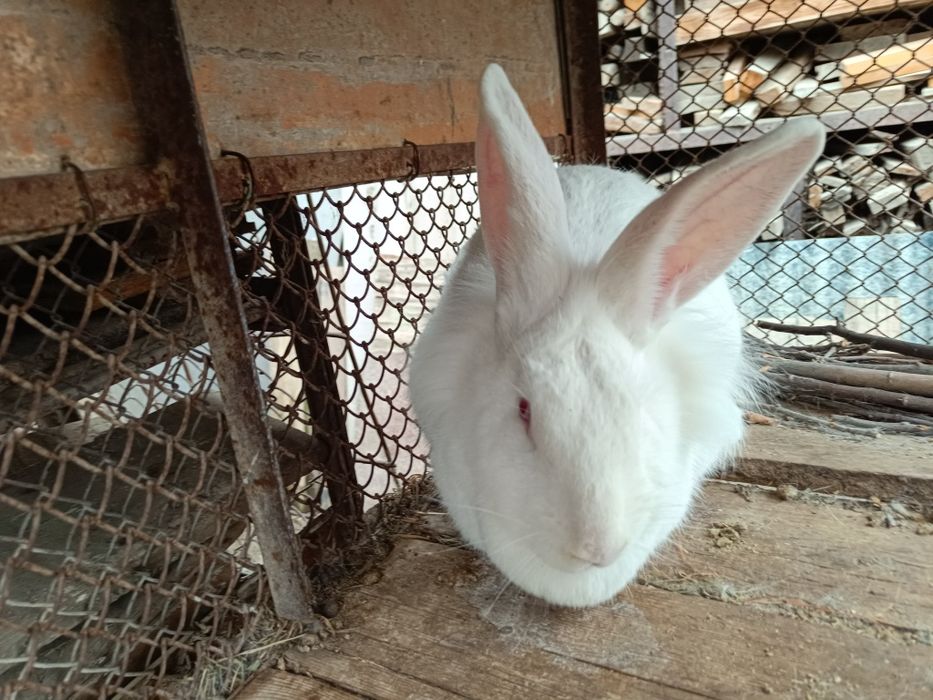 Продаються кролики домашние