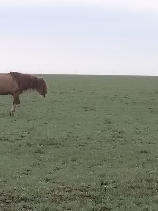 Продам хорошего жеребца