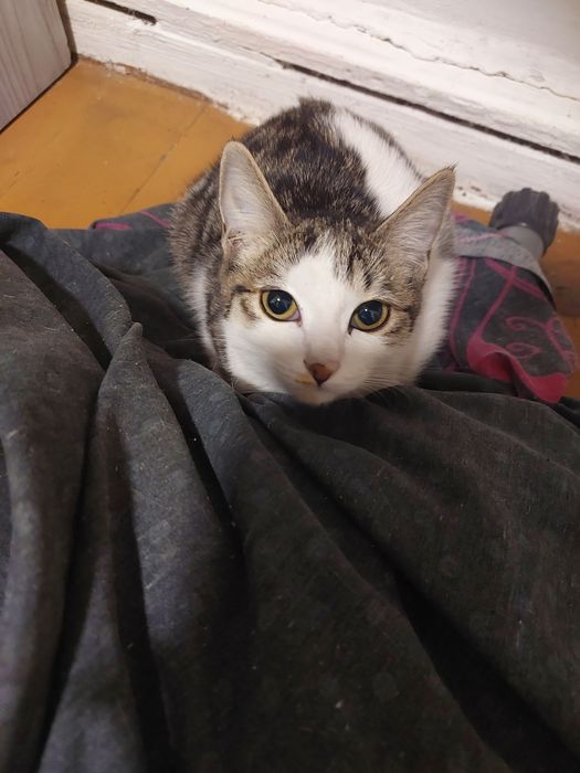 Отдам котят бесплатно