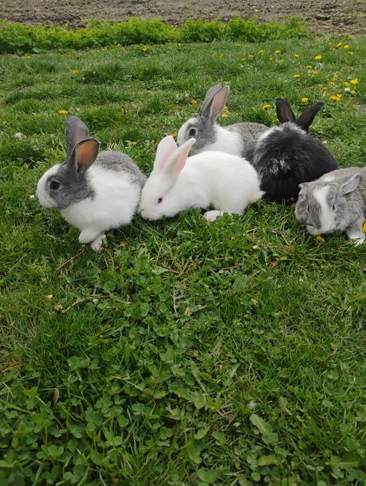 Iepurași hycole sanatosi