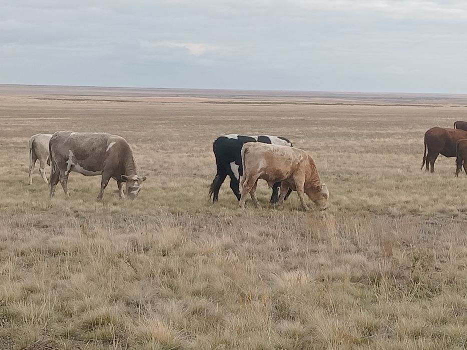 Ірі қаралар сатылады