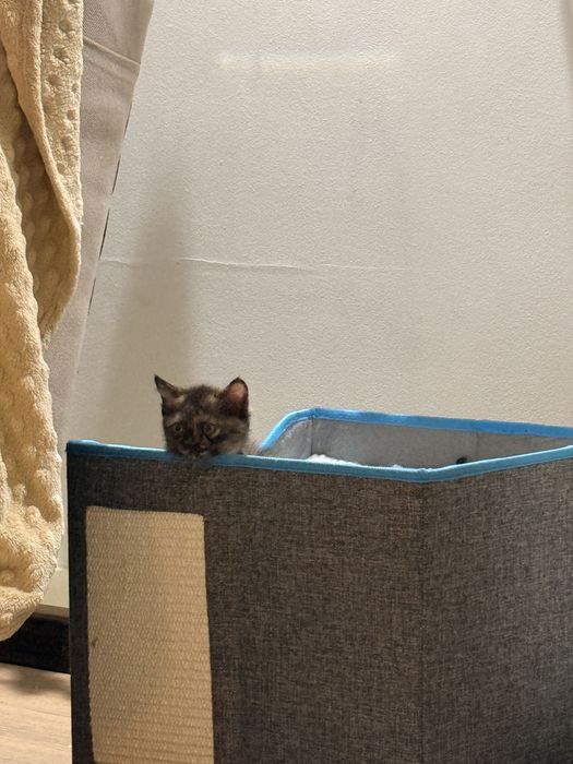 Умные и красивые котята девочки