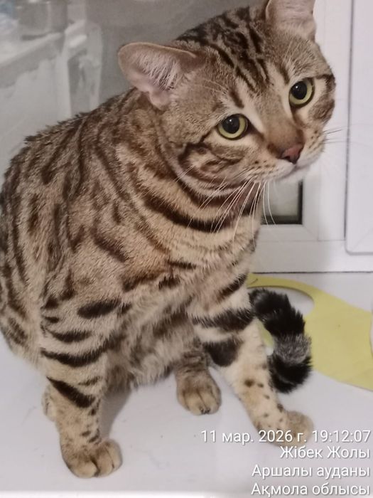 Бенгал кот на вязку