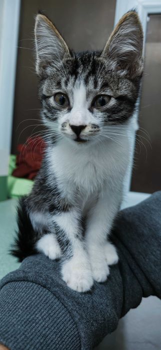 Отдам котёнка даром