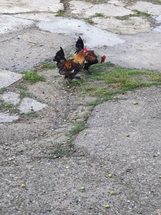 Vând cocoși americani