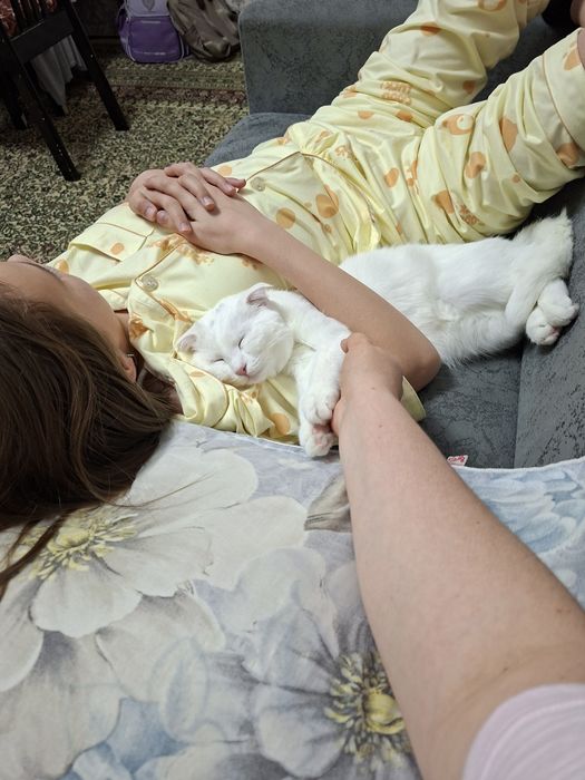 Кошка 1годик, вислоухая