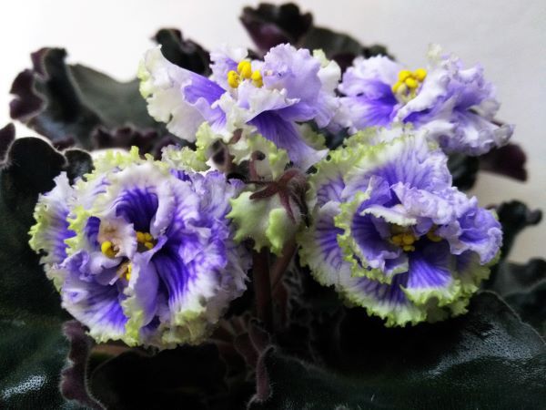 Лист фиалки 350тг