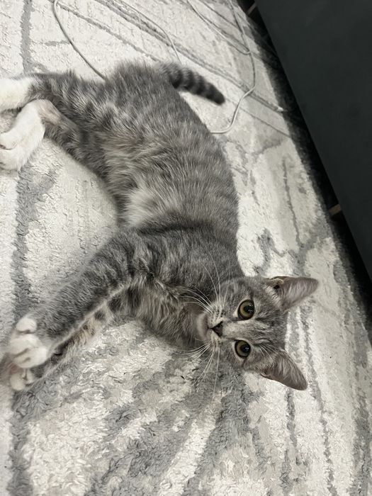 Отдаем котенка 5месяцев