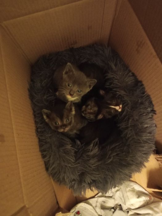 Котята в добрые руки