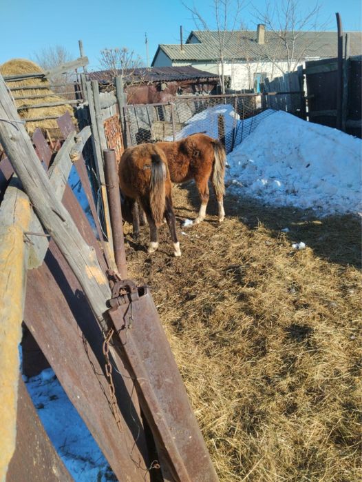 Продам лощадей 800тысяч за двоих