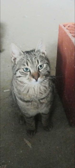 Изгубена котка - тигрова
