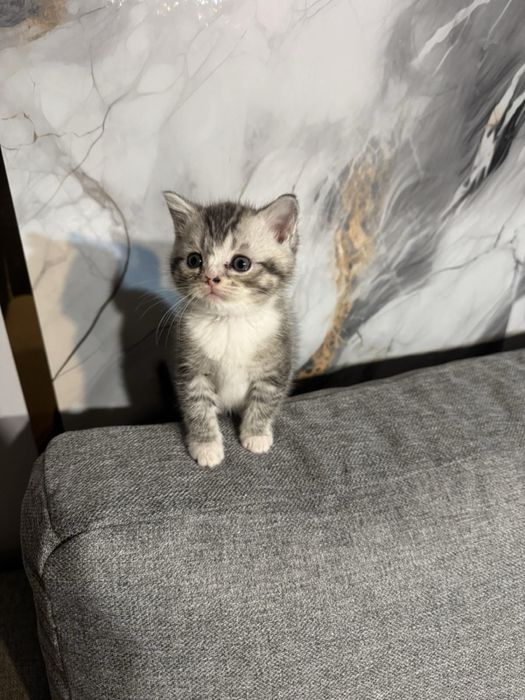 Британски късокосмести котенца