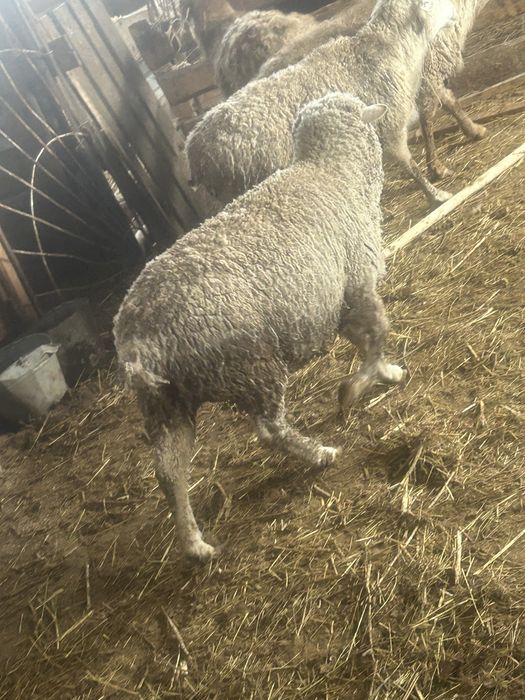 Продам жирных баран