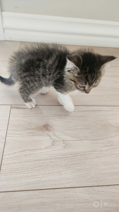 Котенок. Мушукчалар