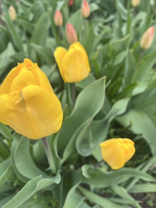 Продам тюльпаны на срез