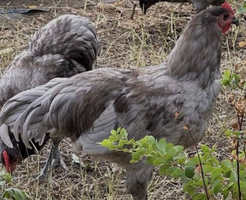 Australorp, Leghorn, Marans