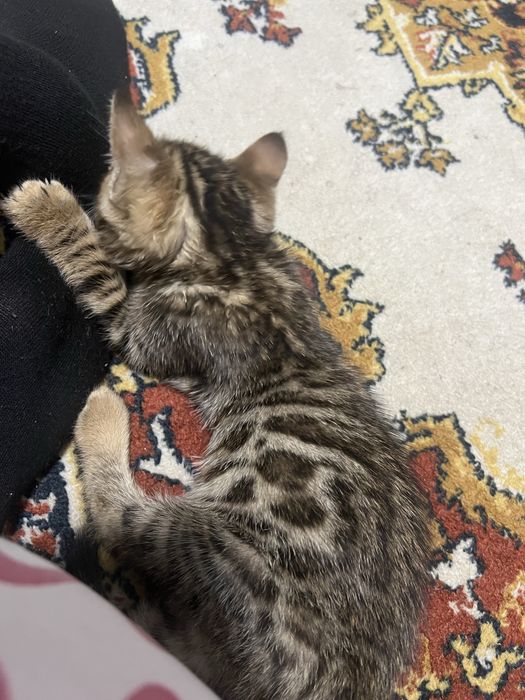 Бенгальский котик