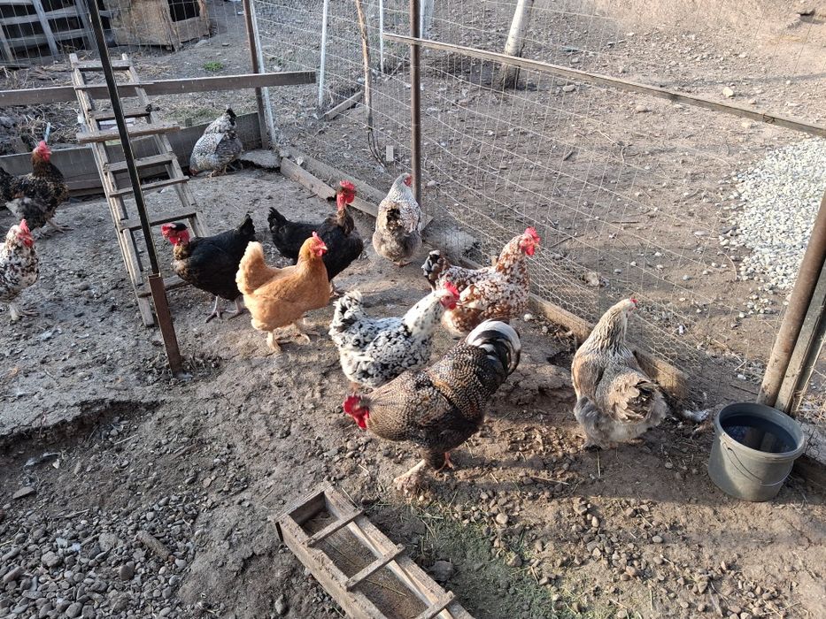 Vând oua pentru incubat