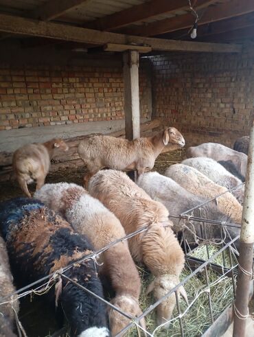 Бараны Курдючные , доставка есть!!!