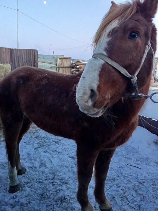 Продаётся жеребец