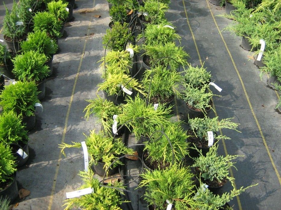 Reduceri finale!- Folie Mulcire/Agrotextil ( antiburuieni) CALITATE !