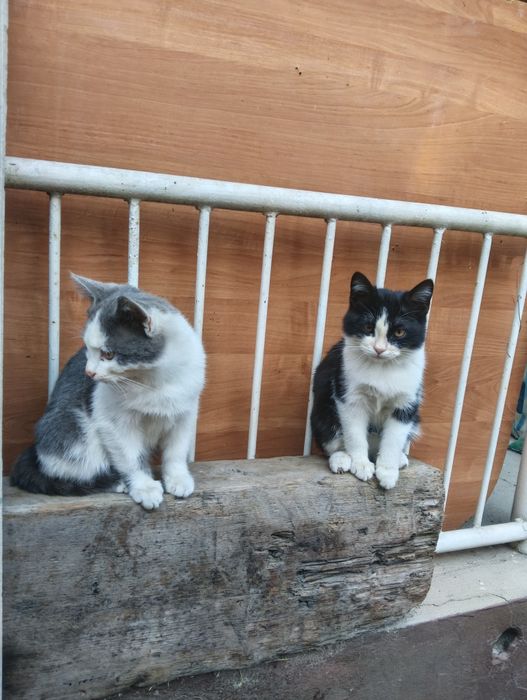 Котята в добрые руки.