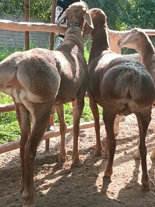 АРАШАНГА+ Ишкибозлар сотувда бор.