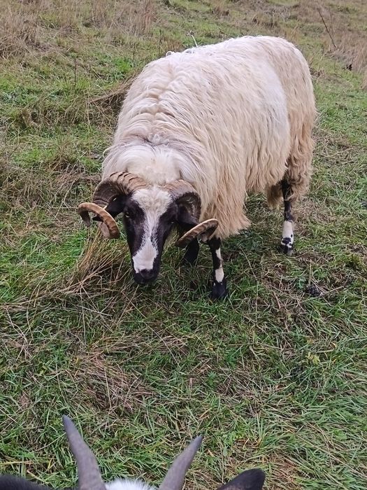 Vand magar si berbec breaz mior