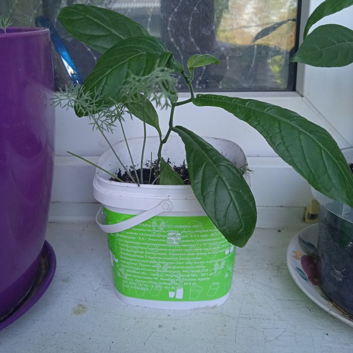 Продам цветок "Пахистакис"