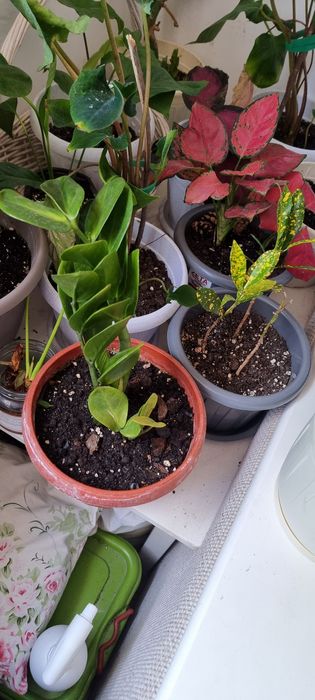 Продам комнатные цветы олеандры оксалисы