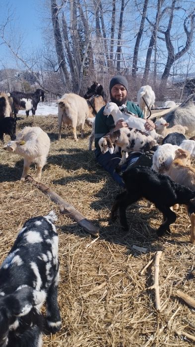 Англонубийцы 75. Отличные будущие производители