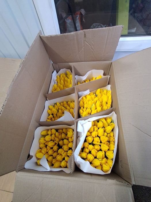 Продам Голландские тюльпаны