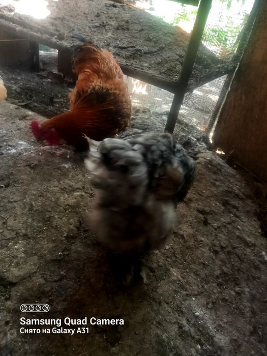 Куры  породы Кохинхин