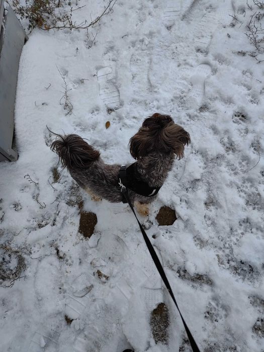 Невесту для свидания