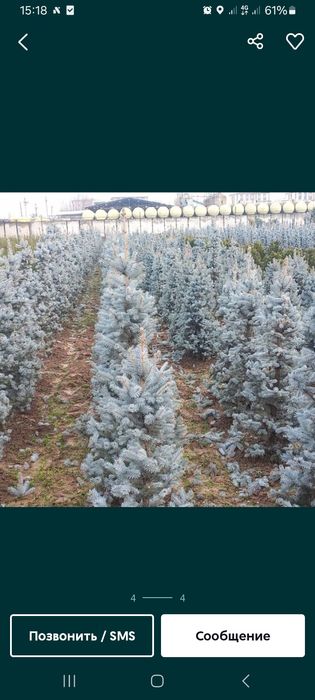 Archa ko‘chatlari xar xil mevali daraxtlar bor