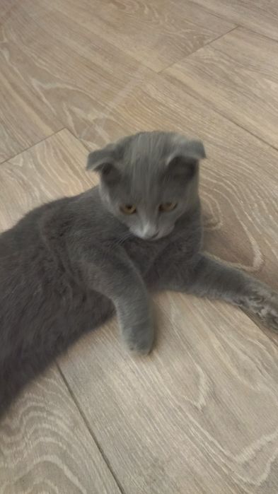 Продаётся кот.  Mushuk sotiladi