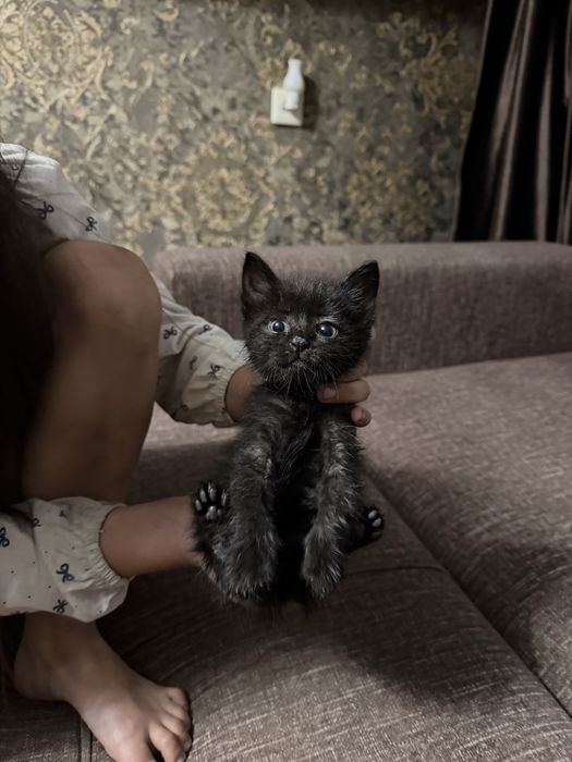 Отдам котенка, вроде девочка