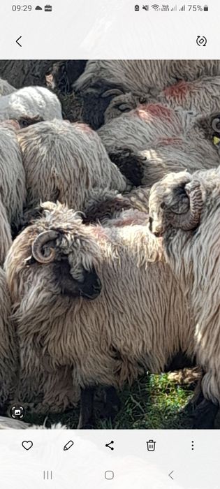 Vand 2 oi bucalai 1 200 lei  bucata