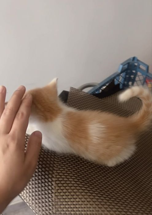 Отдам кошечек в добрые ручки)